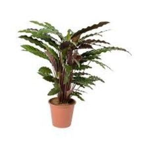 CALATHEA