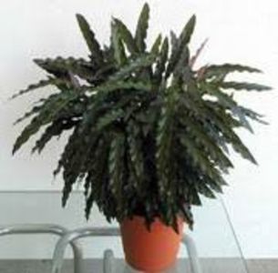CALATHEA