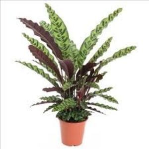 CALATHEA