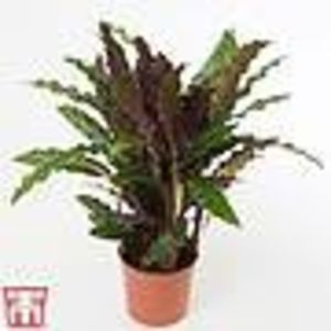 CALATHEA