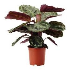 CALATHEA