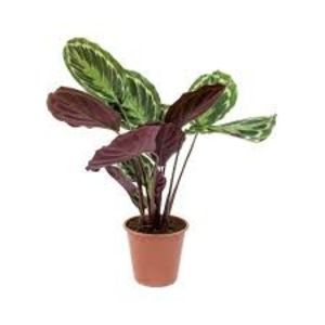 CALATHEA
