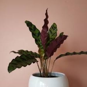 CALATHEA