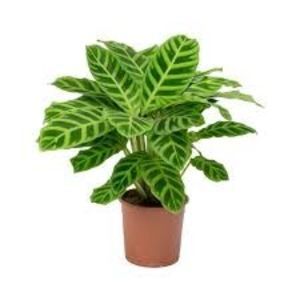 CALATHEA