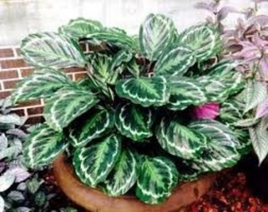 CALATHEA