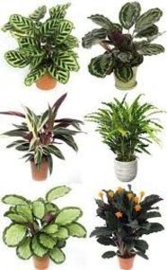 CALATHEA