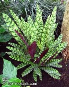 CALATHEA