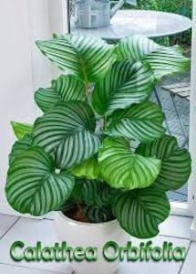 CALATHEA