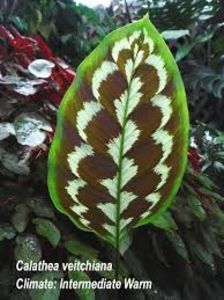 CALATHEA