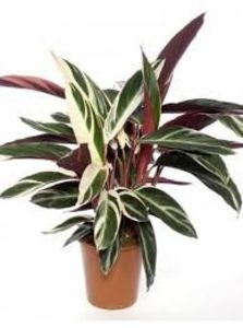 CALATHEA