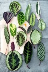 CALATHEA