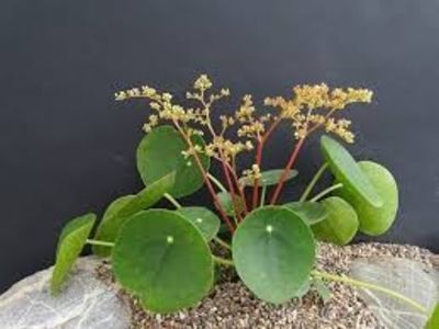 PILEA  PEPEROMIOIDES