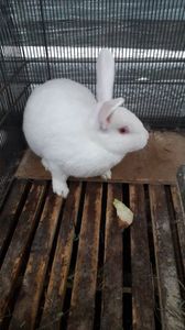 IMG-20181226-WA0017