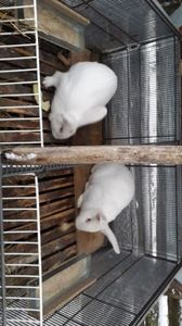 IMG-20181226-WA0011