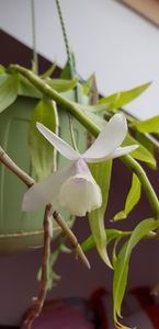 Dendrobium aphyllum