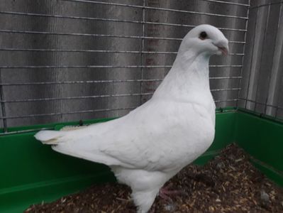 Vanduta