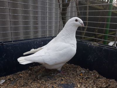 Vanduta