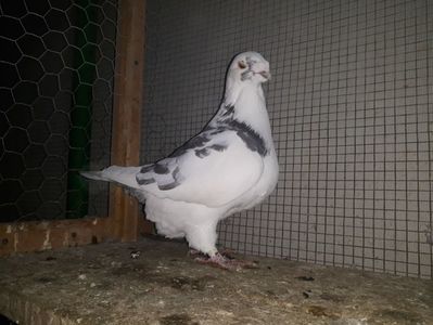 Vanduta