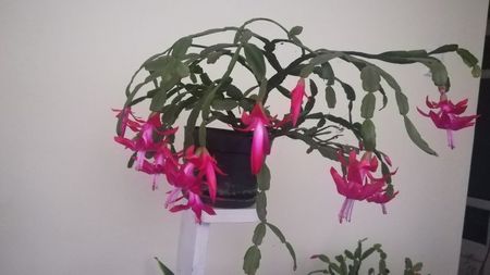 Schlumbergera