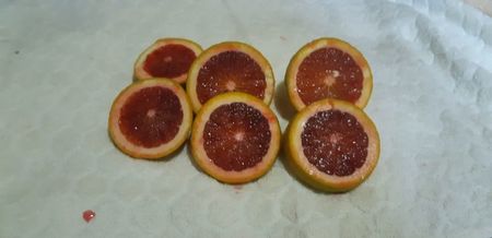 Citrus sinensis moro