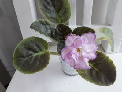 Le Martzipan Rose