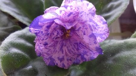 RS Poppuri