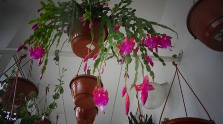 Schlumbergera