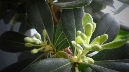 Pittosporum tobira