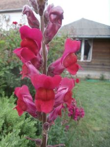 f P5240074 (6)