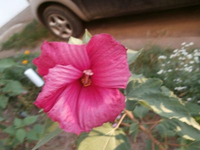 ibiscus (2)