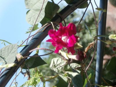 zorele (11)
