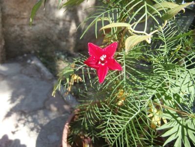 zorele (13)