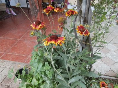 flori in iunie  1 (11)