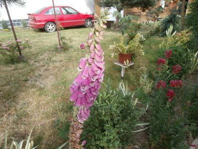 flori in iunie  1 (6)