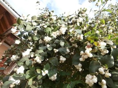 flori sept 2013 (2)