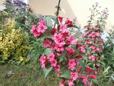 flori mai 2014 (12)