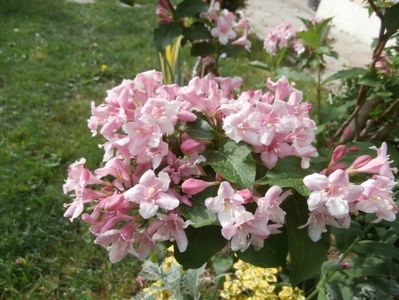 flori mai 2014 (13)