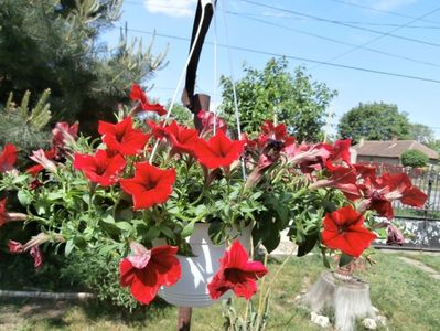 flori mai 2014 (26)