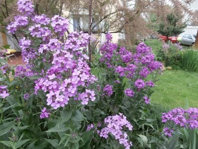 flori mai 2014 (55)