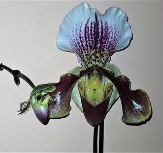 O „musca” pe o petala