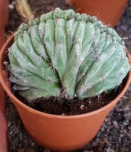 Polaskia chichipe f. cristata