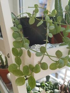 Dischidia nummularia