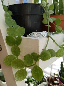 Dischidia nummularia
