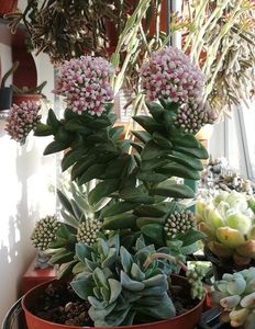 Crassula 'Springtime'