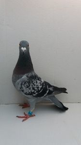 F 2011 vanduta