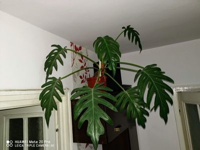 Philodendron bipinnatifidum