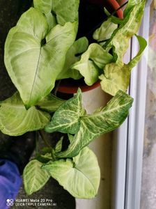 Syngonium Podophyllum