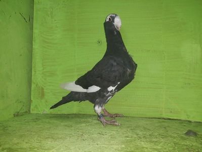Vandut