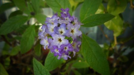 Heliotropium