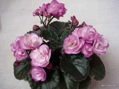 NESS SATIN ROSE